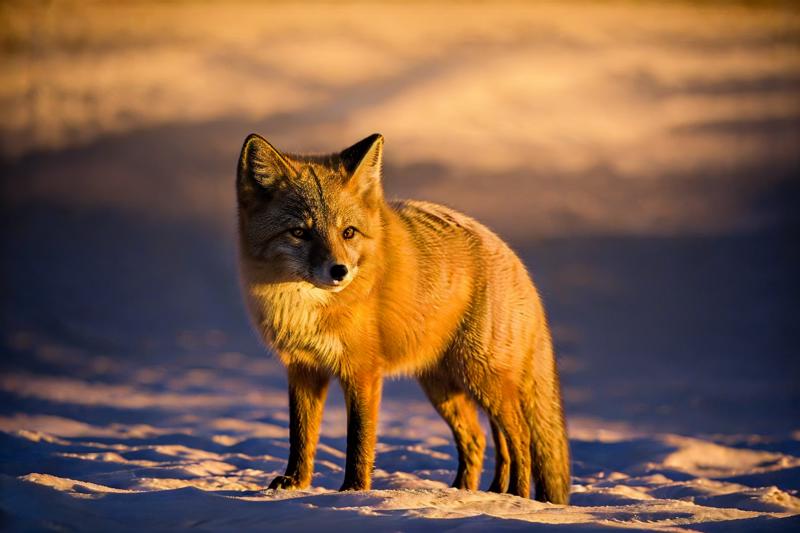 62501440-273011633-_lora_animals-HXZ_0.7_polar animals, animals, no humans, realistic, animal focus, animal,arctic fox,yellow.png